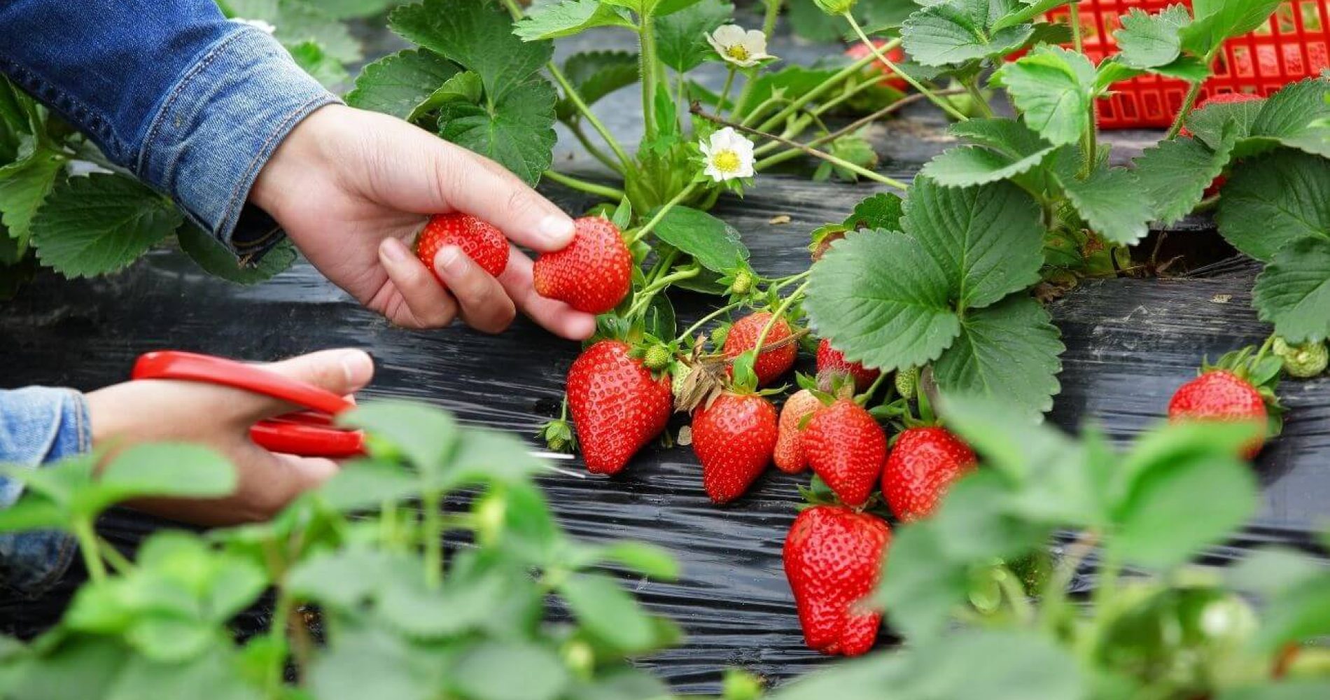 morango-em-friburgo